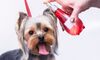 Luxury Brand Launches Perfume for Dogs